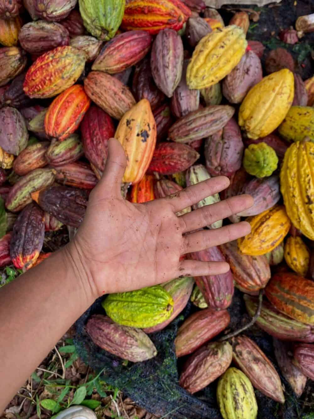 Una mano señala un montón de frutos de cacao coloridos.