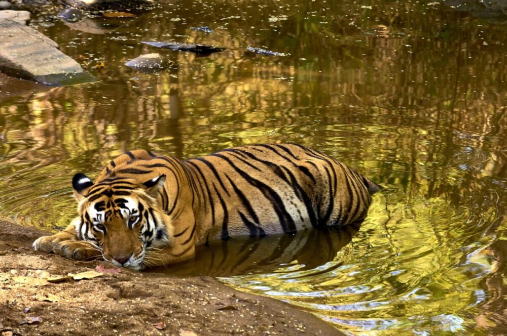 The King is resting: Bengal TIger (Panthera tigris) relaxing by Imagen de un tigre en la India del libro de fotografía de Asia "Asia. Naturaleza y ser humano".