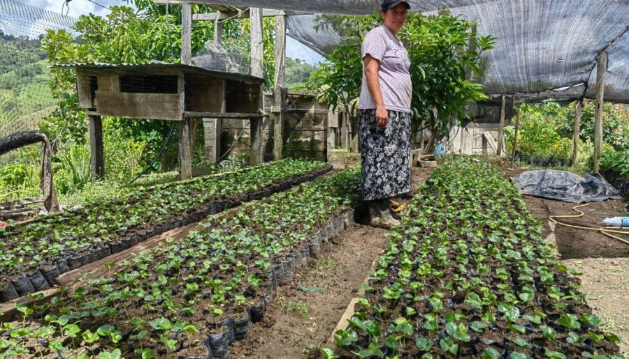 Agricultora de uno de los emprendimientos agrícolas de nuestro proyecto por la agricultura y el desarrollo rural en el Sur del Bolívar.