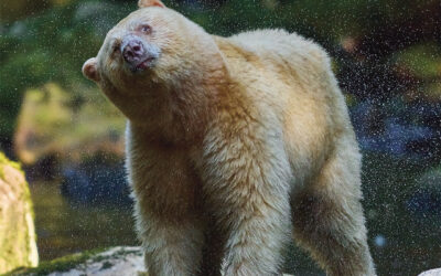 Conservación ambiental y fotografía: la biodiversidad de América