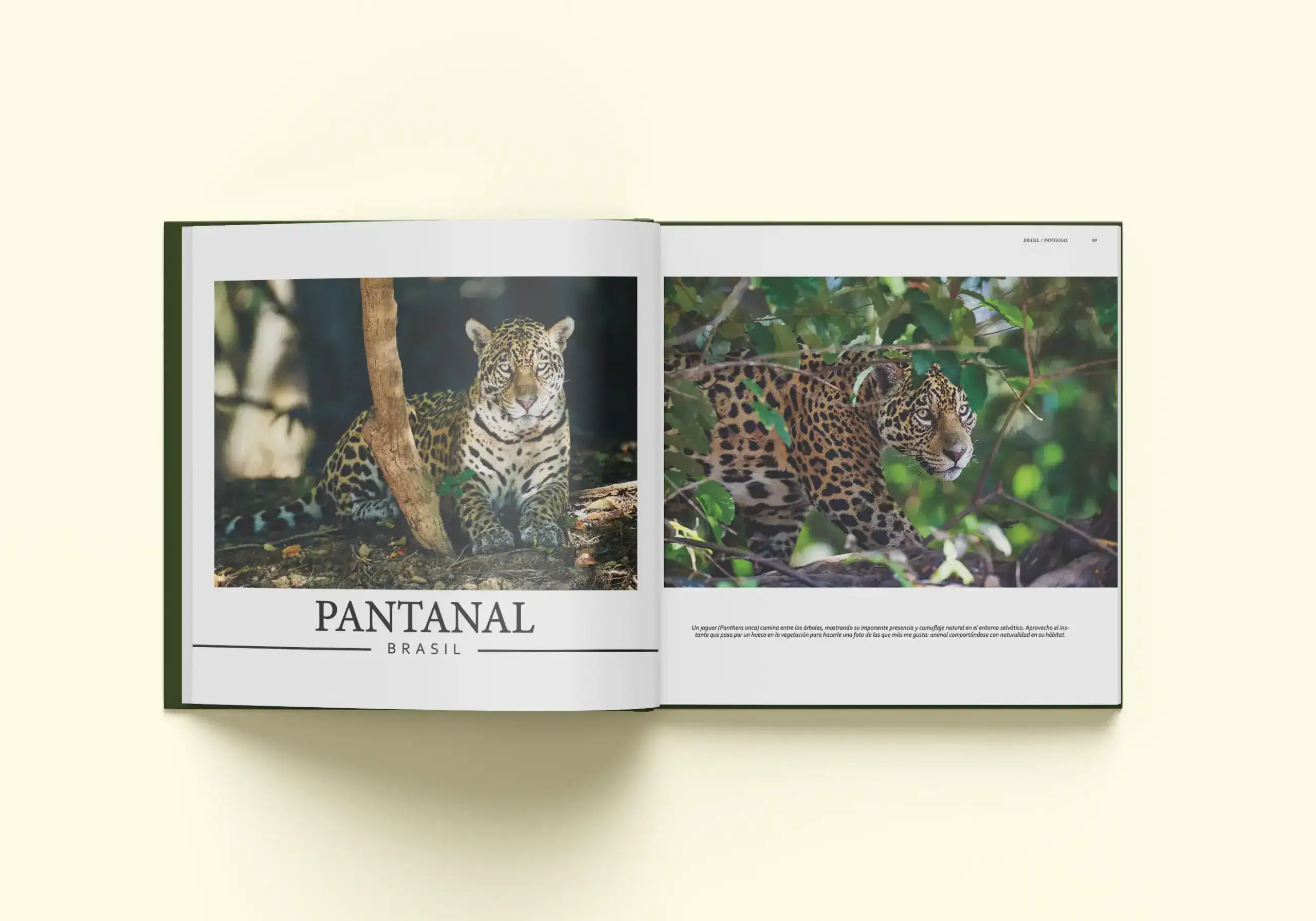 Construyendo un futuro a través de la fotografía. Imagen del interior del libro América con fotografías de jaguares.