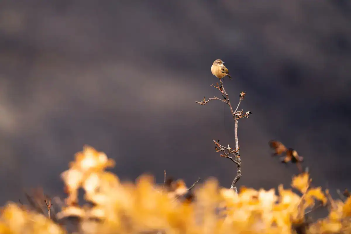 Aves Riaño El proyecto de reforestación de Riaño colocará cajas nido para dar refugio a aves.
