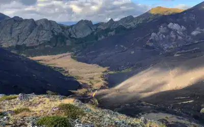 Reforestación en Riaño tras los incendios de 2025
