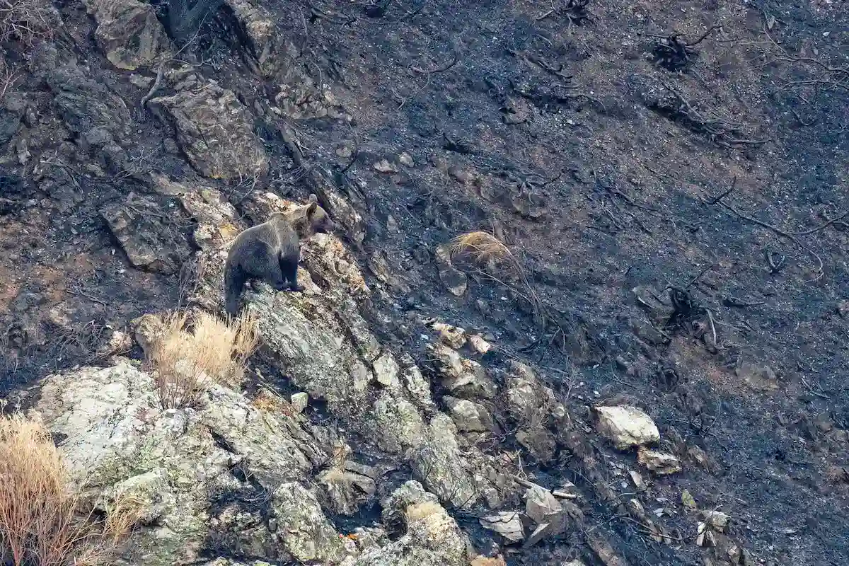 Osos Riaño Proyecto de reforestación en Riaño para recuperar los hábitats de especies protegidas como el oso pardo cantábrico.