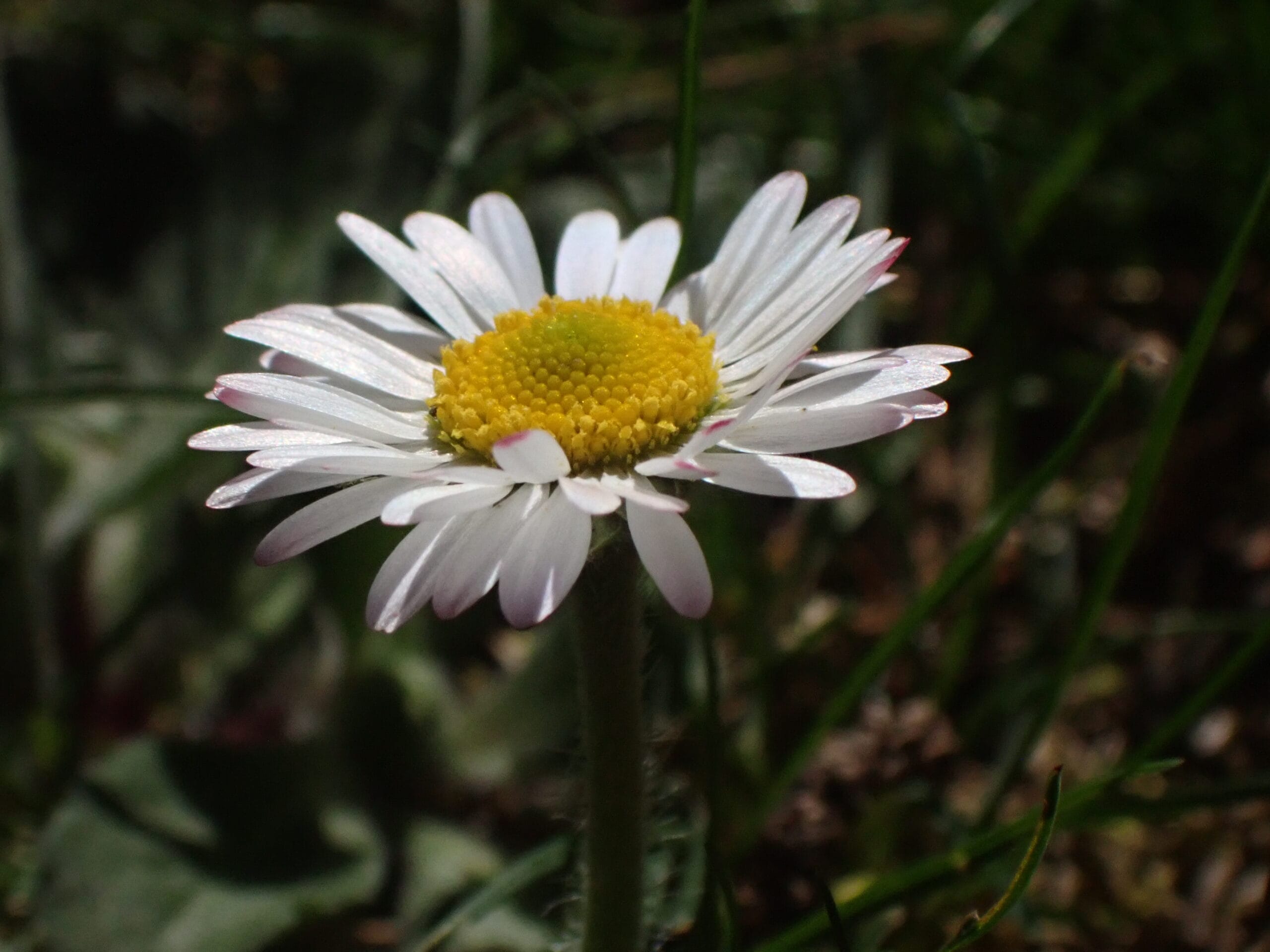 Imagen de una flor tomada durante la salida a Boca del Asno para aprender fotografía de forma práctica.