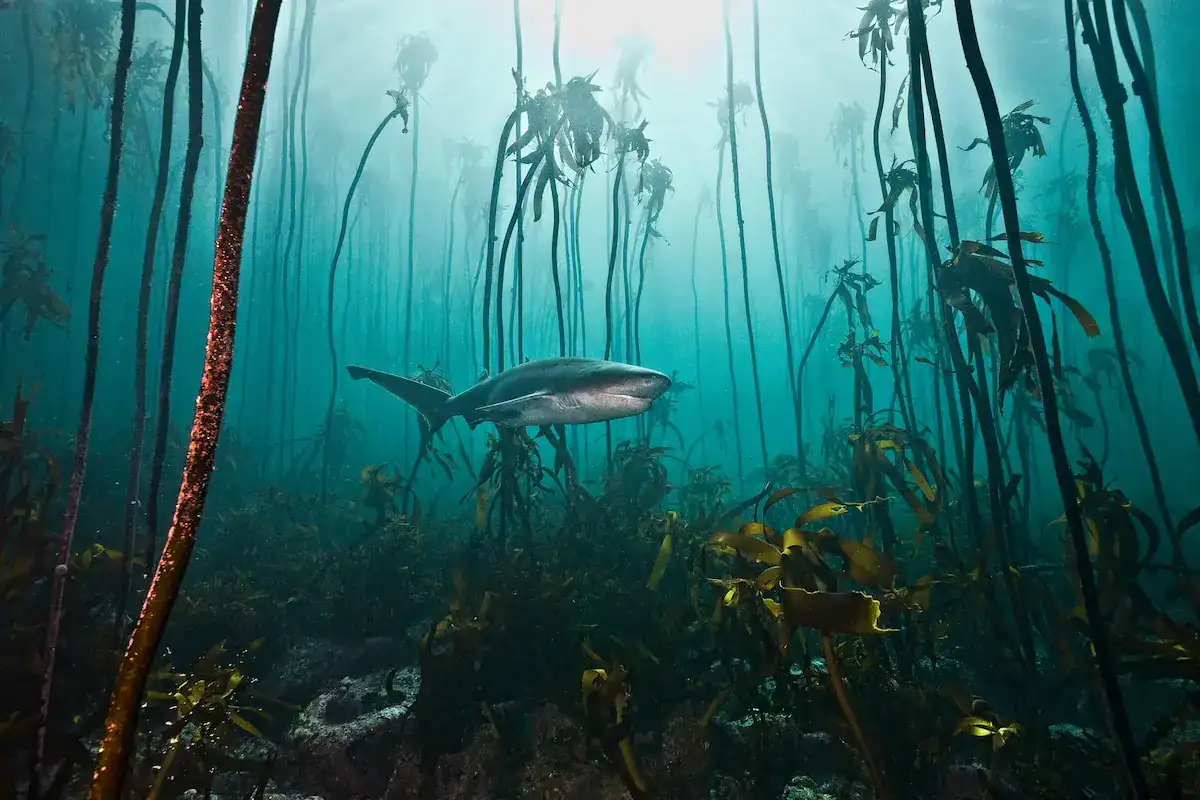 Fotografía de Lesley Rochat. Una imagen con un potente mensaje de concienciación medioambiental.