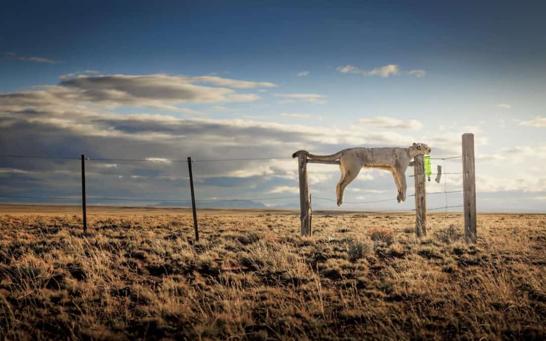 Un grito en el viento, foto de Francisco Negroni para la 3ª edición de Nature and Humans. Ganadora de Conservación imágen única.