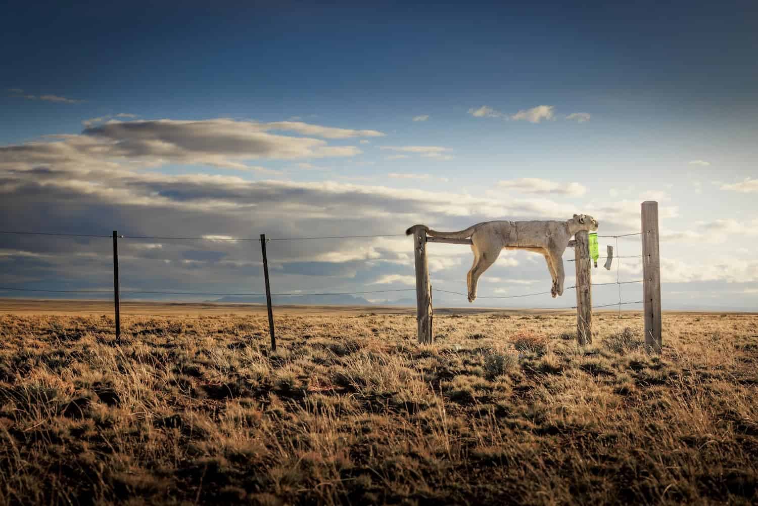 Un grito en el viento, foto de Francisco Negroni para la 3ª edición de Nature and Humans. Ganadora de Conservación imágen única.