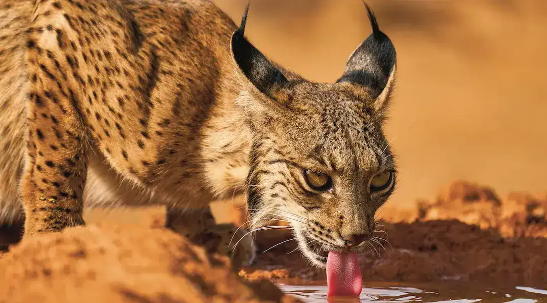 Lanzamiento Europa, naturaleza y ser humano. Imagen de Arturo de Frías.