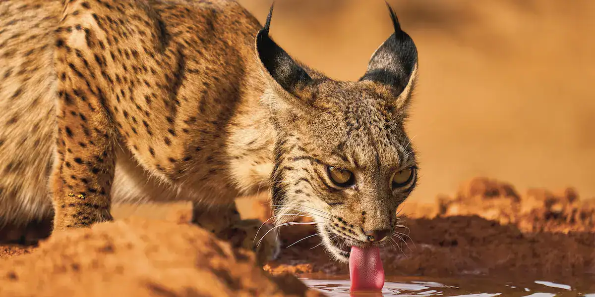 Lanzamiento Europa, naturaleza y ser humano. Imagen de Arturo de Frías.